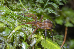 Gradungula sorenseni
