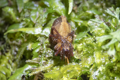 Gradungula sorenseni