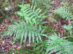 Polystichum pungens