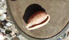 Notocypraea angustata