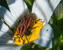 Spilostethus taeniatus