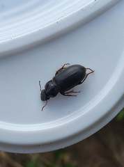 Harpalus griseus