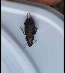 Harpalus griseus