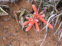 Gonialoe variegata