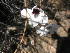 Pelargonium tricolor