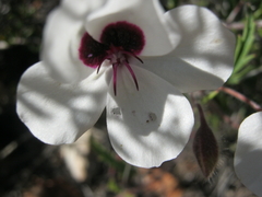 Pelargonium tricolor