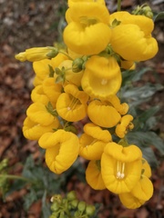 Calceolariaceae