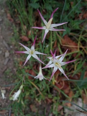 Leucocoryne alliacea