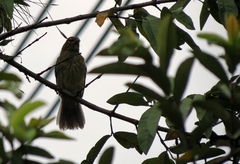 Saltator striatipectus