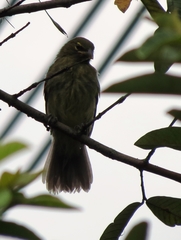 Saltator striatipectus