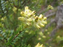 Penaea cneorum cneorum