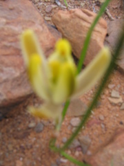 Albuca longipes