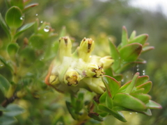 Penaea cneorum cneorum