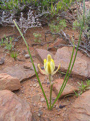 Albuca longipes