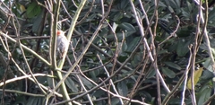 Melanerpes rubricapillus