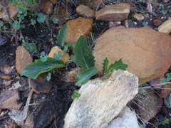 Lichtensteinia trifida