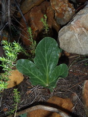 Lichtensteinia trifida