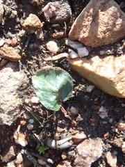 Lichtensteinia trifida