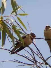 Hirundo rustica