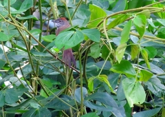 Synallaxis albescens