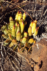 Cotyledon papillaris