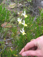 Nemesia ligulata