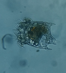 Plationus patulus