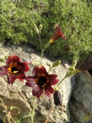 Salpiglossis sinuata