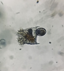 Plationus patulus