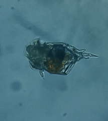 Plationus patulus