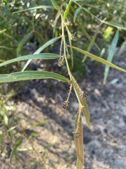 Daviesia leptophylla