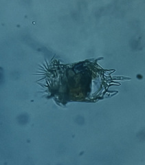 Plationus patulus