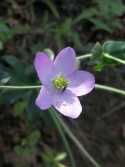 Knowltonia hootae
