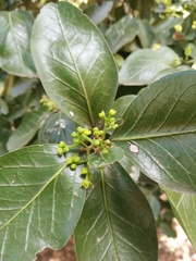 Beilschmiedia berteroana
