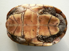 Narrow-Bridged Mud Turtle photo 2