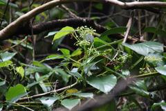 Cissus pteroclada