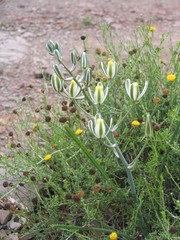 Albuca longipes