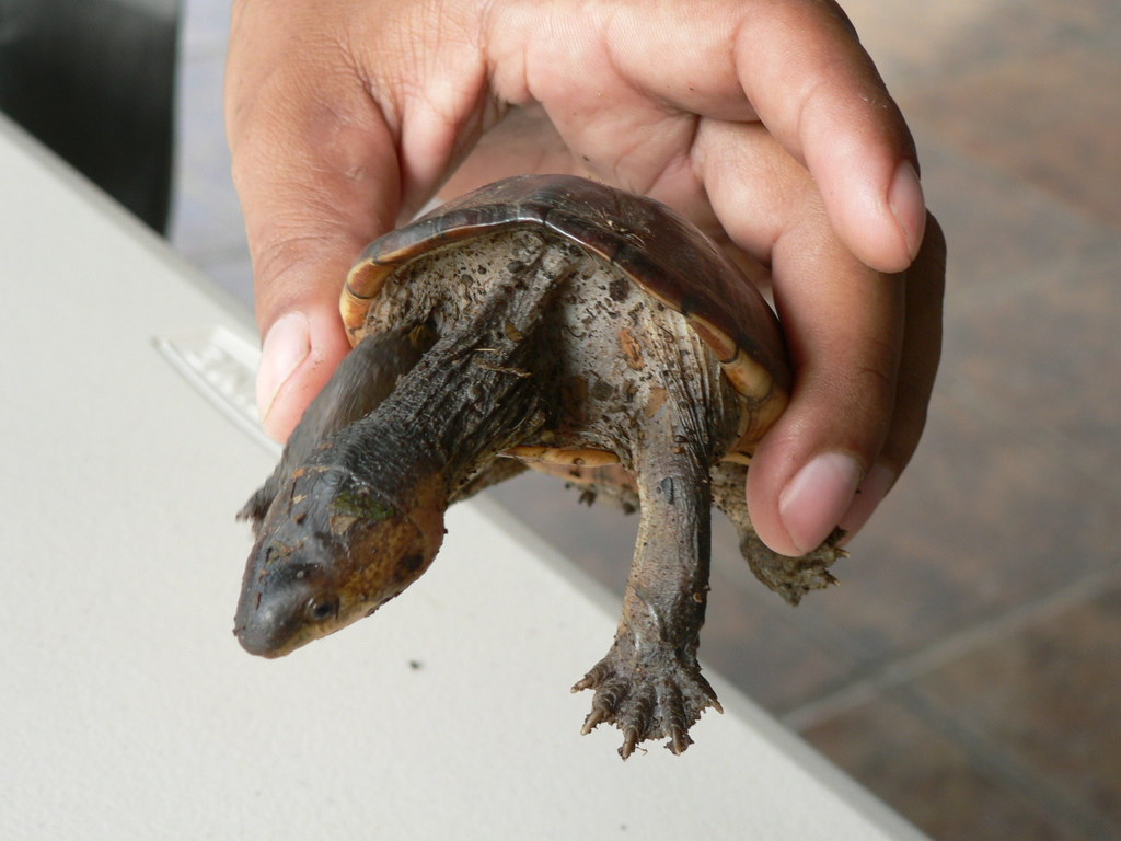 Narrow-Bridged Mud Turtle