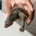 Narrow-bridged Mud Turtle - Photo (c) Jorge Arturo Bogantes Montero, some rights reserved (CC BY-NC), uploaded by Jorge Arturo Bogantes Montero