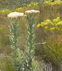 Syncarpha milleflora