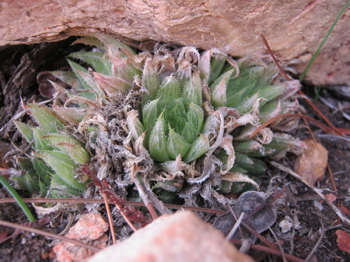 Haworthia outeniquensis