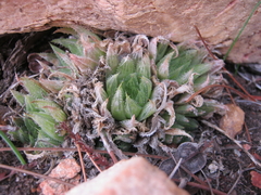 Haworthia outeniquensis