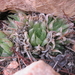 Outeniqua Haworthia - Photo no rights reserved, uploaded by Di Turner