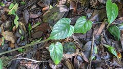 Cissus pteroclada