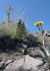 Robinsonecio gerberifolius