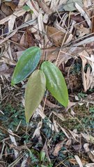 Smilax corbularia