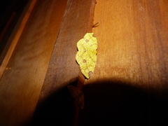 Periclina