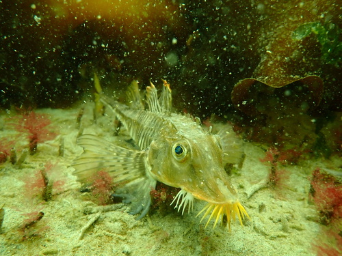 Sturgeon poacher (Podothecus accipenserinus) — Agonidae