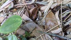 Smilax corbularia