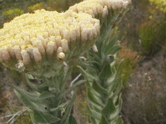 Syncarpha milleflora
